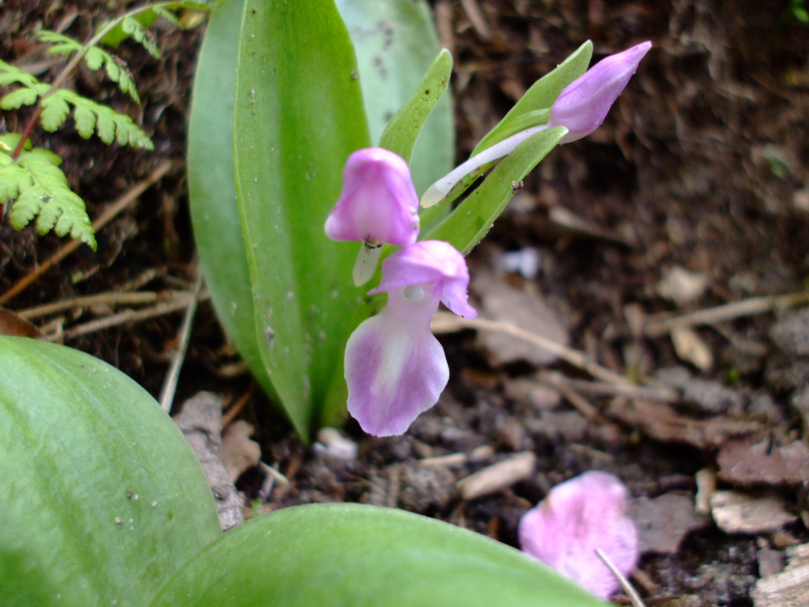 Galearis spectabilis